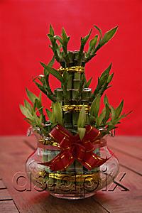 AsiaPix - Still life of bamboo plant, symbolic for good luck