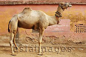 Asia Images Group - portrait of a camel