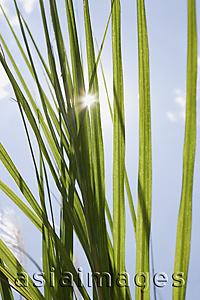 Asia Images Group - Plant with sunlight coming through