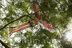 Asia Images Group - Chinese kite caught in tree