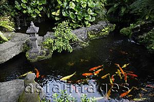 Asia Images Group - Koi fish in pond