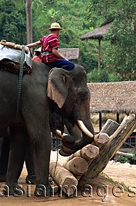 Asia Images Group - Thailand,Chiang Mai,Mae Sa Elephant Camp,Elephant Show