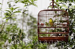 Asia Images Group - Wicker bird cage with yellow bird hanging in tree