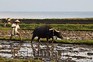 Asia Images Group - Vietnam,Farmer and Buffalo in Paddy Field