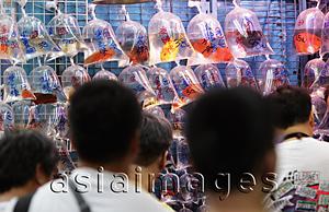 Asia Images Group - Different colored fish in plastic bags for sale