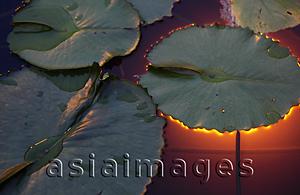 Asia Images Group - Large lilly pad with light glowing from behind