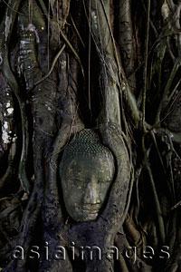 Asia Images Group - Stone Buddha head surrounded by roots of a Banyan tree Ayutthaya, Thailand