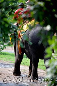 Asia Images Group - Tourist riding an elephant, trees in foreground
