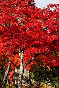 Asia Images Group - woman wearing red Kimono and holding red umbrella under tree with red leaves.
