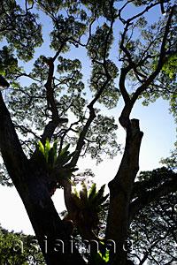 Asia Images Group - Ferns growing on large tree with sun burst