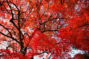 Asia Images Group - Tree with red and orange leaves