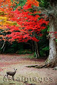 Asia Images Group - Deer in front of trees with red leaves. Miyajima Island,Omoto Park.Japan