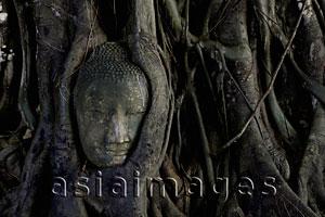 Asia Images Group - Stone Buddha head surrounded by roots of Banyan tree at Ayutthaya, Thailand