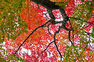 Asia Images Group - low angle of tree with multi colored leaves