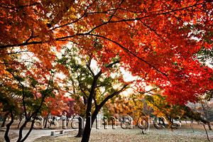 Asia Images Group - Gyerim Forest, Autumn Foliage, Korea,Gyeongju,