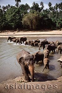 Asia Images Group - Sri Lanka, Elephants leaving the Maha Oya river at the Pinnawella elephant orphanage