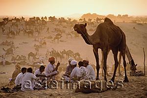 Asia Images Group - India, Rajasthan, Pushkar, Camel traders at the annual Pushkar fair cooking dinner.