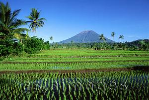 Asia Images Group - Indonesia, Bali, Klungkung, newly planted rice fields, Mount Agung in background.  (grainy)