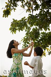 Asia Images Group - Mother and son outdoors, mother pulling a branch from tree