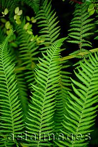 Asia Images Group - Close up of fern leaves