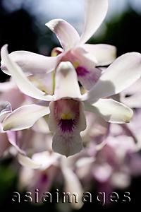 Asia Images Group - Close up of Orchid flowers