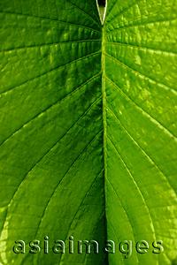 Asia Images Group - Close up of tropical plant leaf