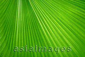 Asia Images Group - Close up of tropical plant leaf, palm leaf